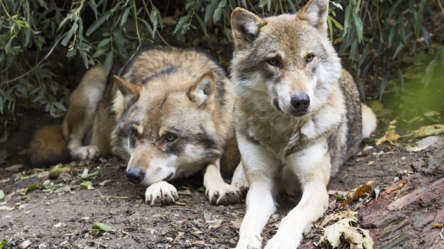 Galicia podrá volver a cazar lobos en agosto tras la suspensión de la campaña 