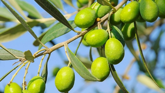 Los productores de aceite declaran la guerra por la 