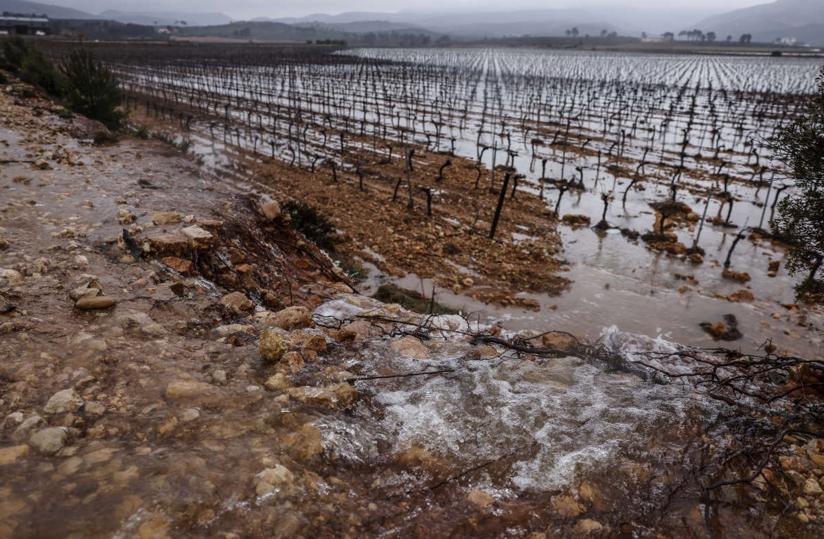 Cosechas arrasadas y pérdidas millonarias para el campo: ¿ahora llueve demasiado?