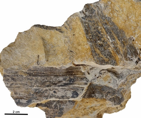Descubren plantas prehistóricas que dan más información del hábitat de los dinosaurios en España