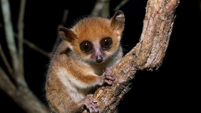 Estas son las 25 especies de primates más amenazadas del mundo