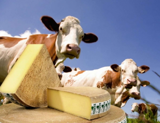 La nueva cruzada “woke” en Francia: ahora el queso Comté destroza el medio ambiente