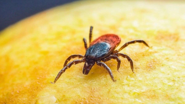 Los remedios definitivos para acabar con las garrapatas de tu perro