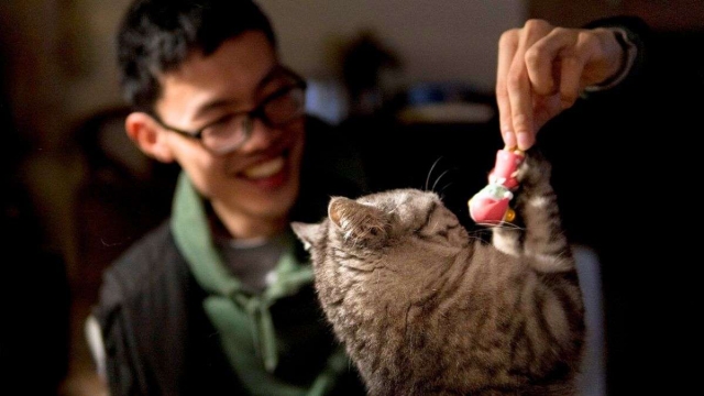 Así es la personalidad de los dueños de gatos, según la psicología