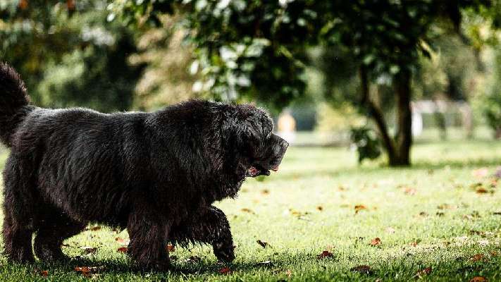Multas de 300 euros para los dueños de perros que no hagan esto: lo dicen las autoridades