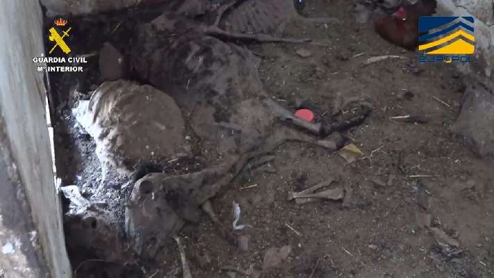 La Guardia Civil destapa los 'mataderos de los horrores': carne en mal estado servida en chinos de Madrid