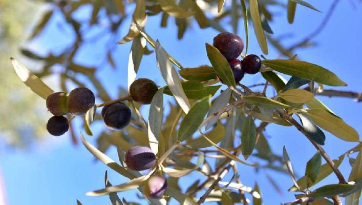 Oleoturismo: una experiencia diferente en la comarca de Las Vegas y la Alcarria Madrileña