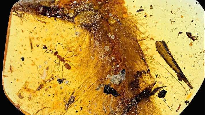 Los científicos descubren que los dinosaurios no tienen la apariencia que se creía anteriormente