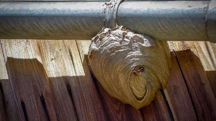 Tres métodos caseros para acabar con los avisperos que aparecen tras las lluvias