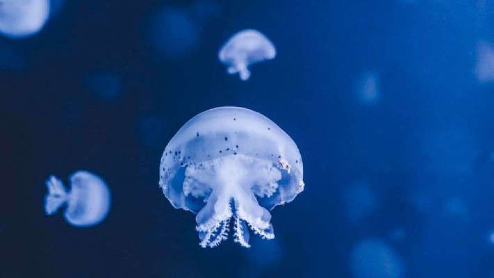 Científicos alucinan con la medusa inmortal: ¿tendrá la clave sobre la eterna juventud?