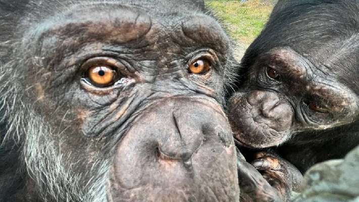Los chimpancés se contagian de los bostezos de los androides