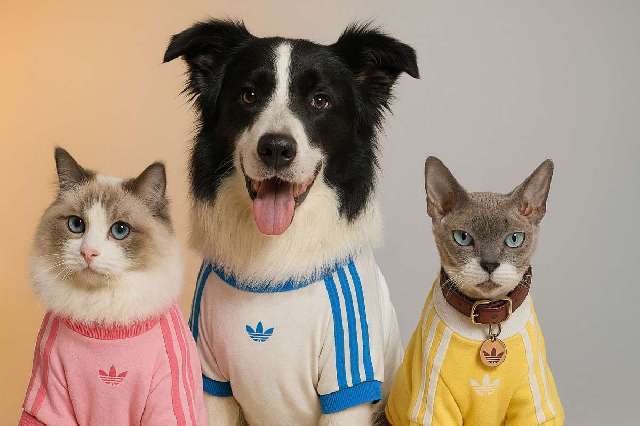 Adidas quiere vestir a tu perro: así combaten las marcas la caída de la natalidad