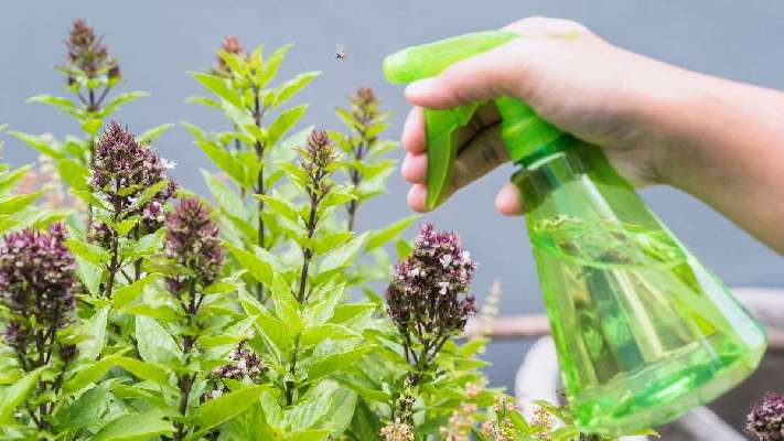 El truco de los jardineros para acabar con el pulgón en las plantas