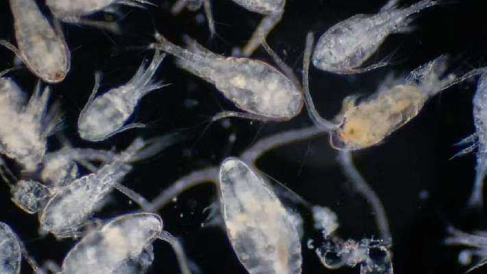 Los pequeños organismos errantes que trabajan silenciosamente en el fondo del océano