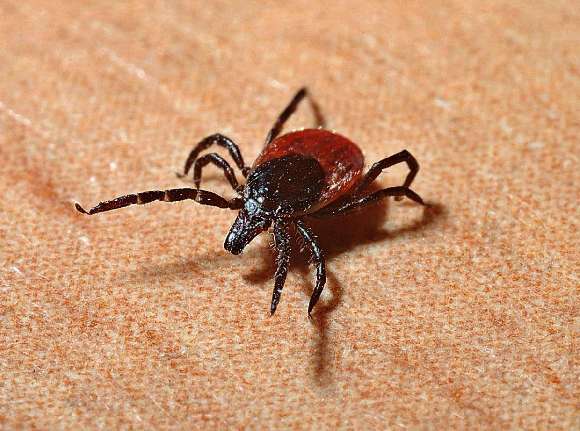 Adiós picaduras: el repelente natural más eficaz contra mosquitos y garrapatas está arrasando en Amazon