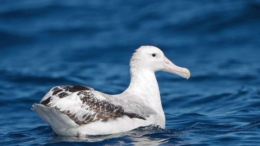 Más de 500 especies de aves, como el cóndor o el albatros, se extinguirán el próximo siglo