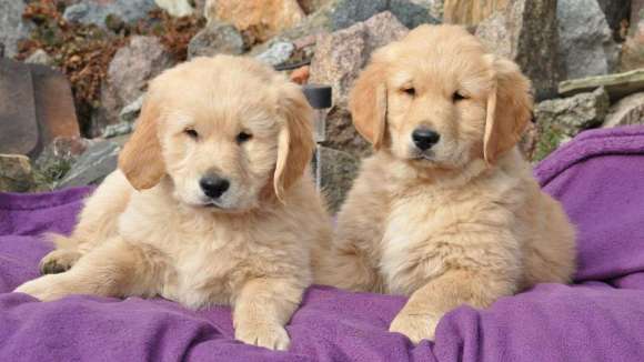 Los científicos descubren en los perros un cambio que les hará distintos para siempre