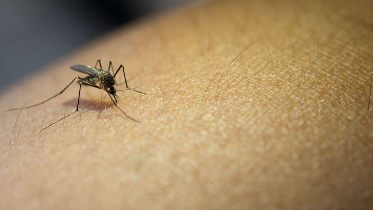 Huelva, en alerta por la presencia del Virus del Nilo Occidental en mosquitos