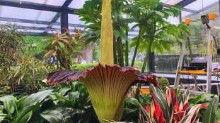 La llaman la 'flor cadáver' y es la planta más apestosa del mundo: florece después de 15 años