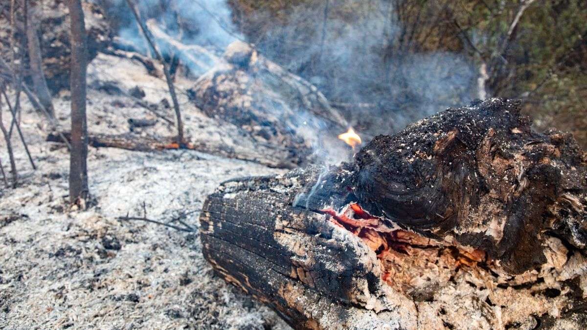 ¿Cómo se castigan los incendios intencionados? Hasta 20 años de cárcel por provocar fuego