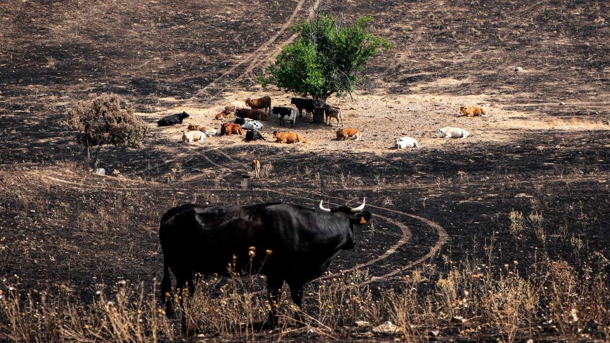 Año negro para el campo: la ola de incendios eleva a 2.000 millones las pérdidas agrícolas