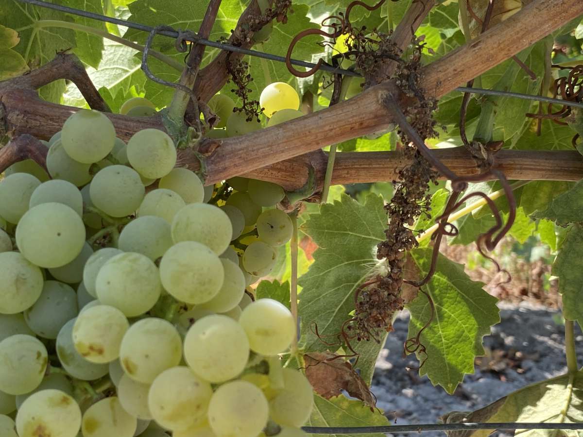 El calor extremo 'noquea' a la vendimia jerezana: “En dos semanas hemos perdido casi todo”