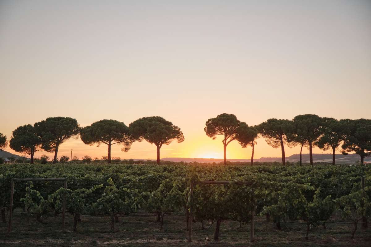 El plan perfecto de fin de verano: vino, gastronomía y puesta de sol entre viñedos