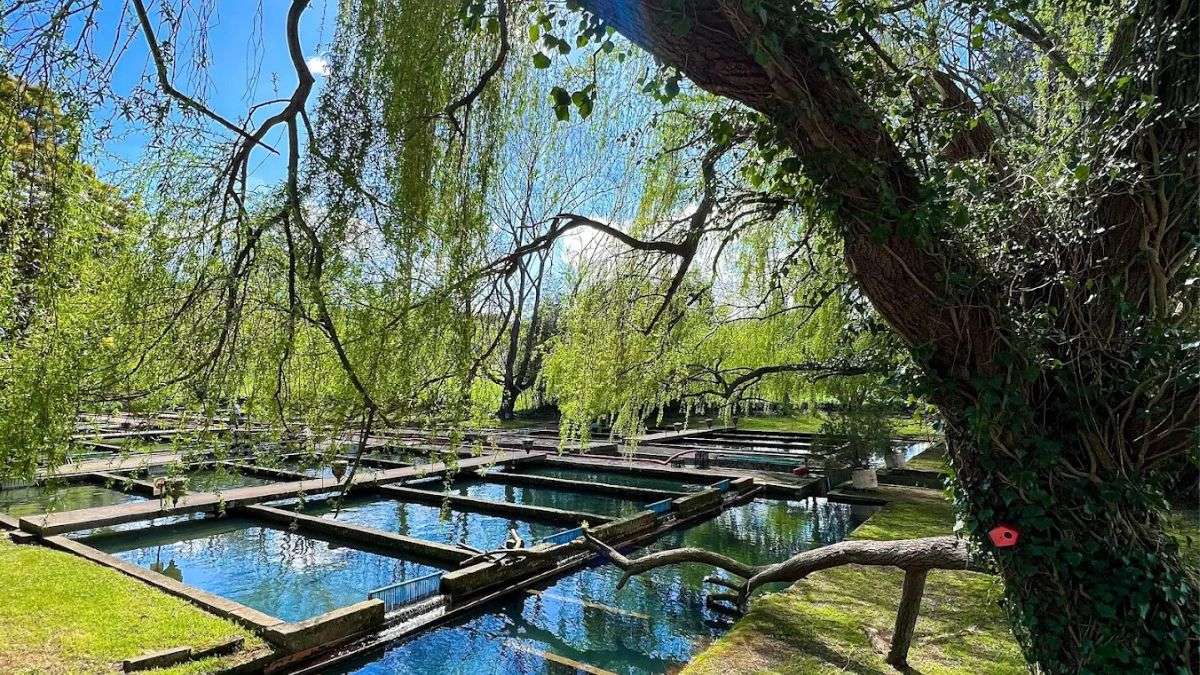El parque en Cantabria donde puedes pescar truchas con tus hijos y no es Cabárceno