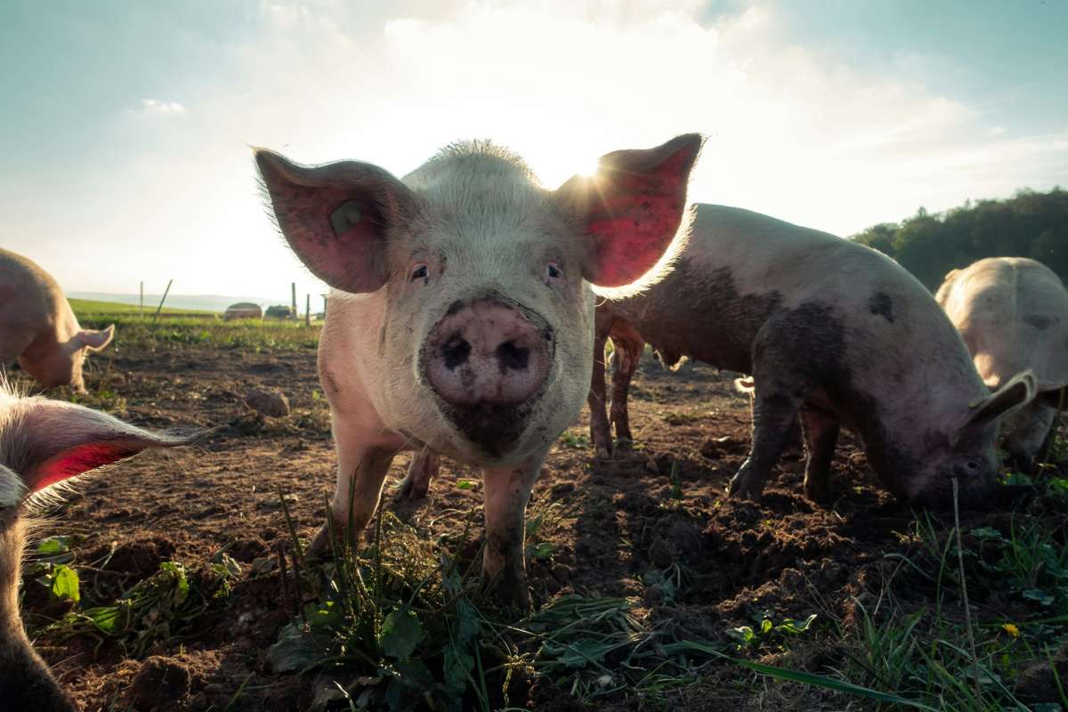 El sector porcino aragonés pide que España negocie con China los aranceles, que afectan ya a mil contenedores