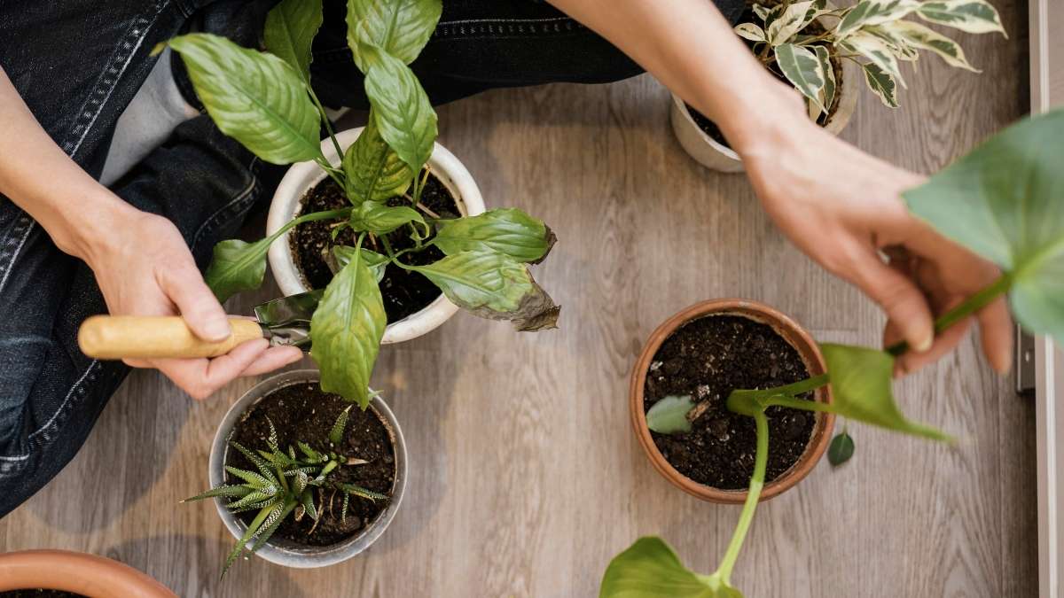 Los motivos más comunes por los que tus plantas tienen las puntas de las hojas marrones