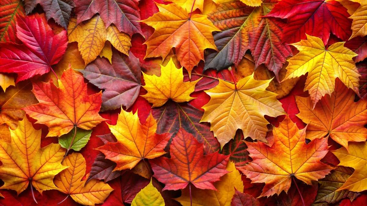 Los trucos para preparar las plantas de tu jardín para el otoño