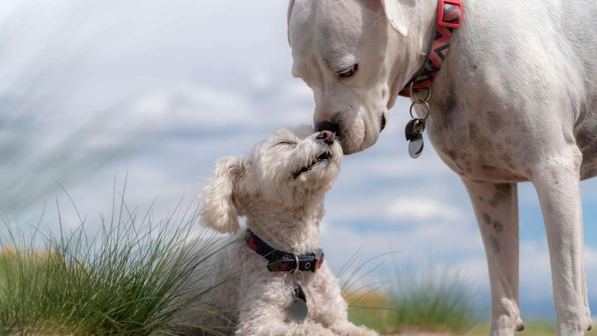 El veterinario puede negarse si tu perro no tiene microchip