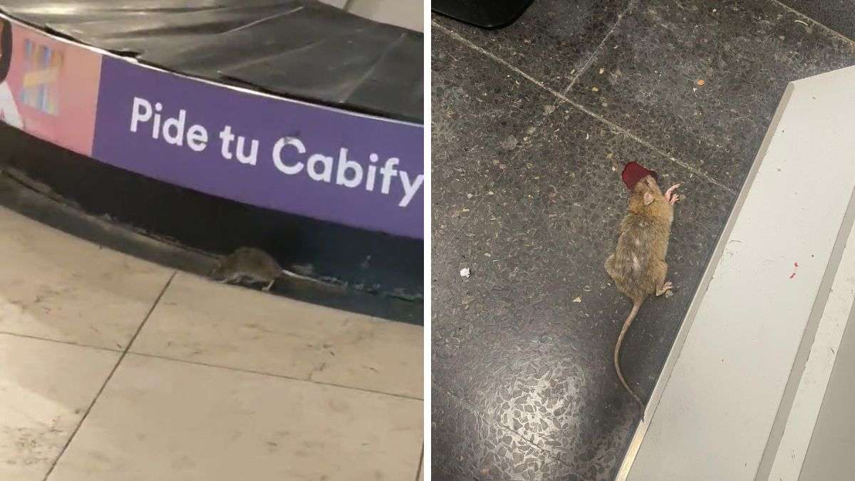 Ratas en Barajas: guardias civiles denuncian la "insalubridad" en el aeropuerto