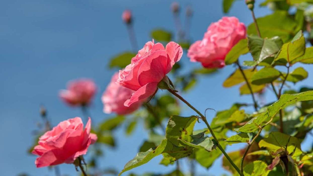 a desolate path ahead