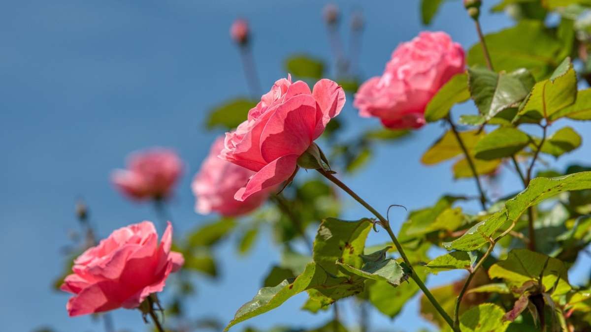 Estas son las plantas que puedes empezar a cultivar con la llegada del otoño