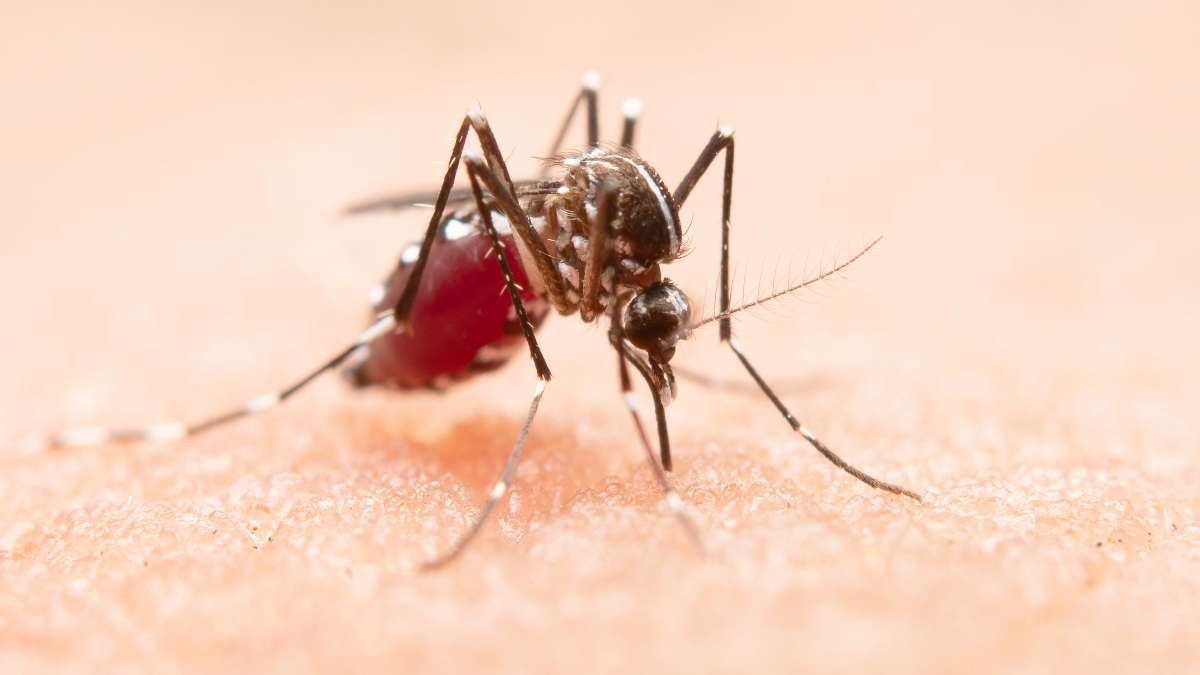 Virus del Nilo: cómo se contrae, síntomas y qué hacer para prevenirlo