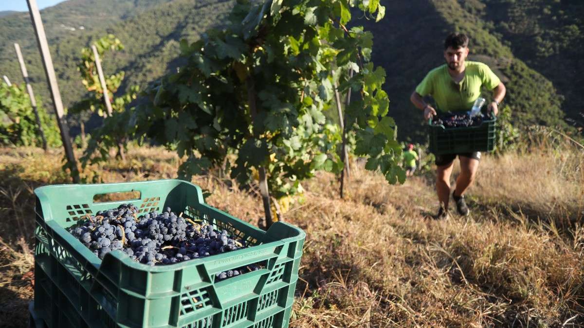 Alerta entre los agricultores por la segunda peor vendimia del siglo: "Es una crisis estructural"