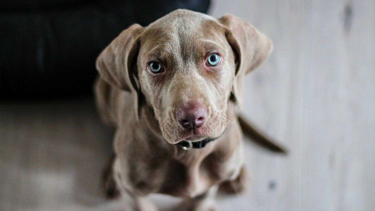 Si tu perro muerde los zapatos constantemente, necesita que introduzcas este cambio en su rutina