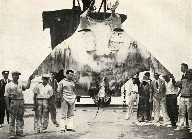 La manta diablo: secretos del gigante del Atlántico, un mito que nada en Canarias