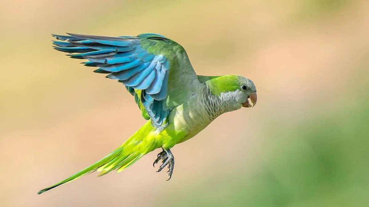 Estas son las especies invasoras que amenazan los ecosistemas en España