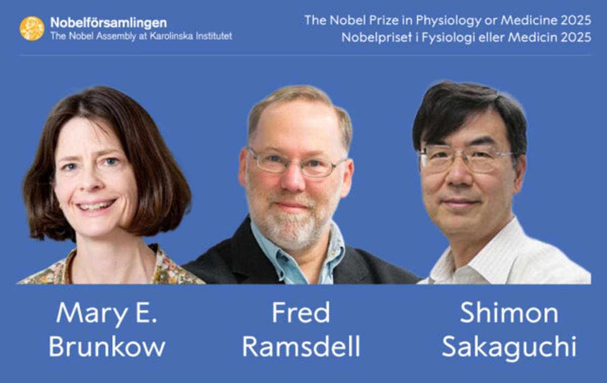 Un japonés y dos estadounidenses, premios Nobel de Medicina por sus avances en "tolerancia inmunológica periférica"