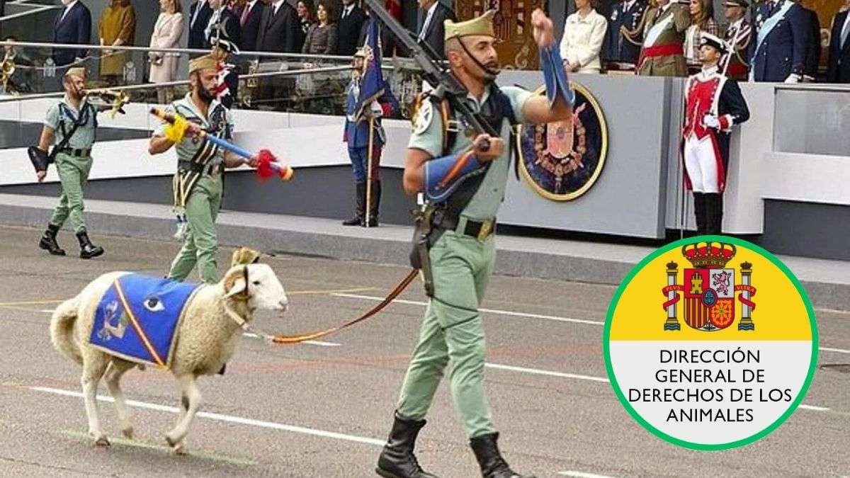 El motivo por el que la Ley de Bienestar animal no puede impedir que desfile la cabra de la Legión el 12 de octubre