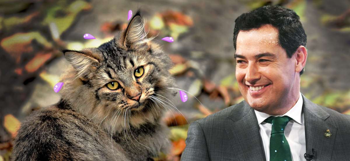 Juanma Moreno y los sudores del gato montés