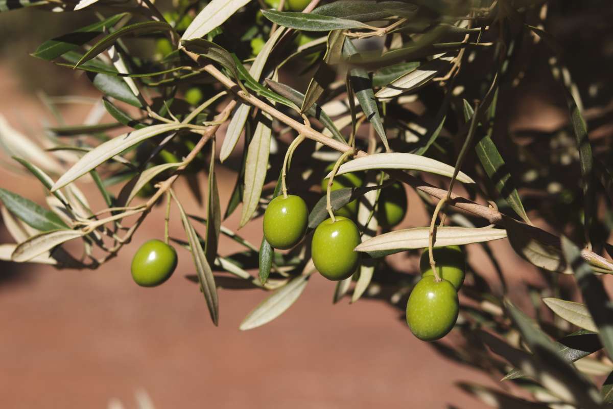 Aceite de oliva virgen extra: cómo reconocer un buen AOVE