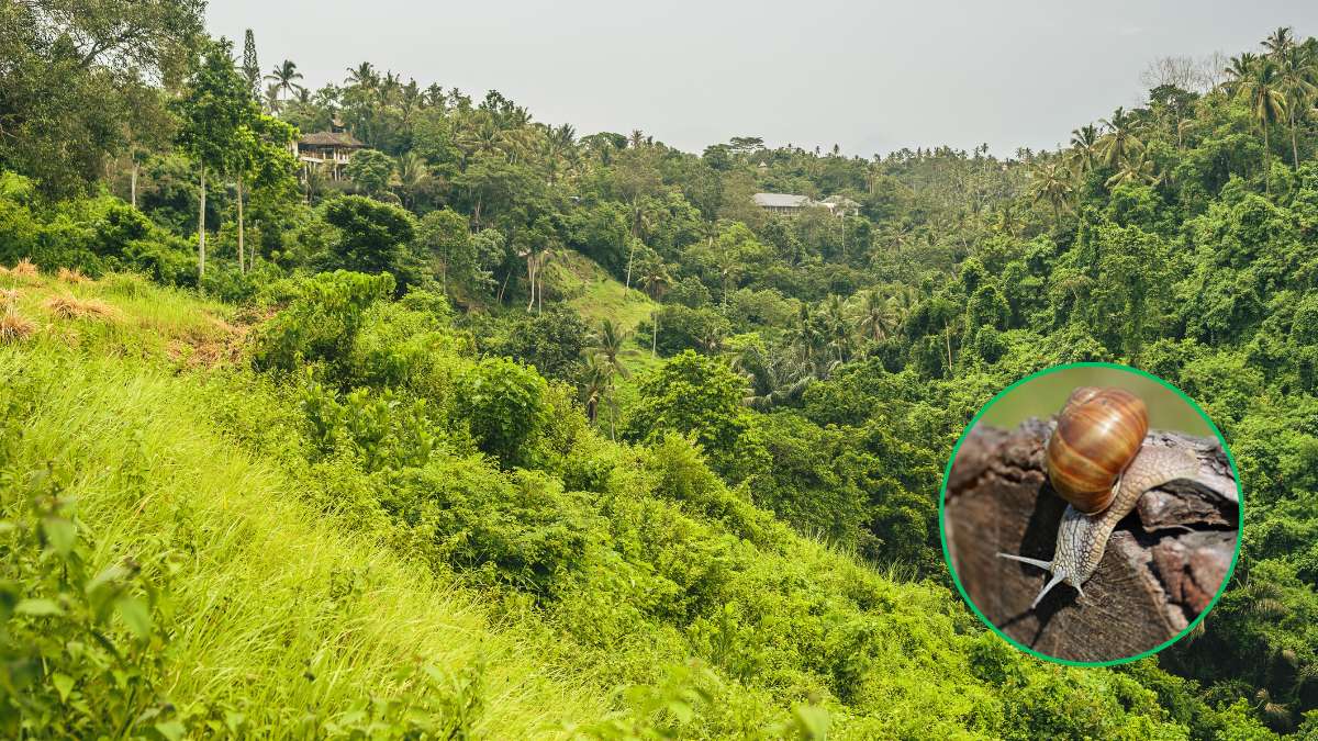 Descubren en un bosque de la India un caracol peludo en peligro de extinción