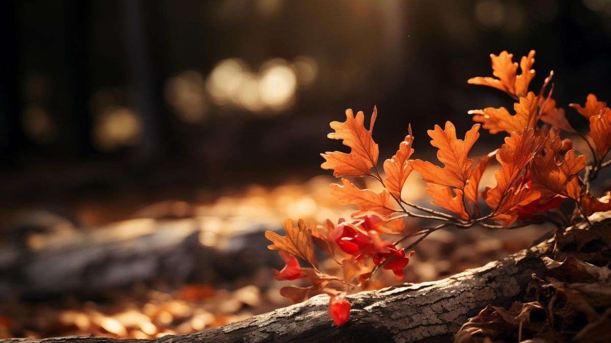 Aprovecha las hojas caídas en otoño para hacer compost y alimentar tus semilleros