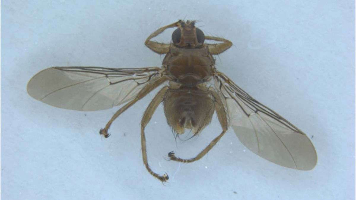 Nueva joya a la ya rica biodiversidad de Canarias: una mosca piojo