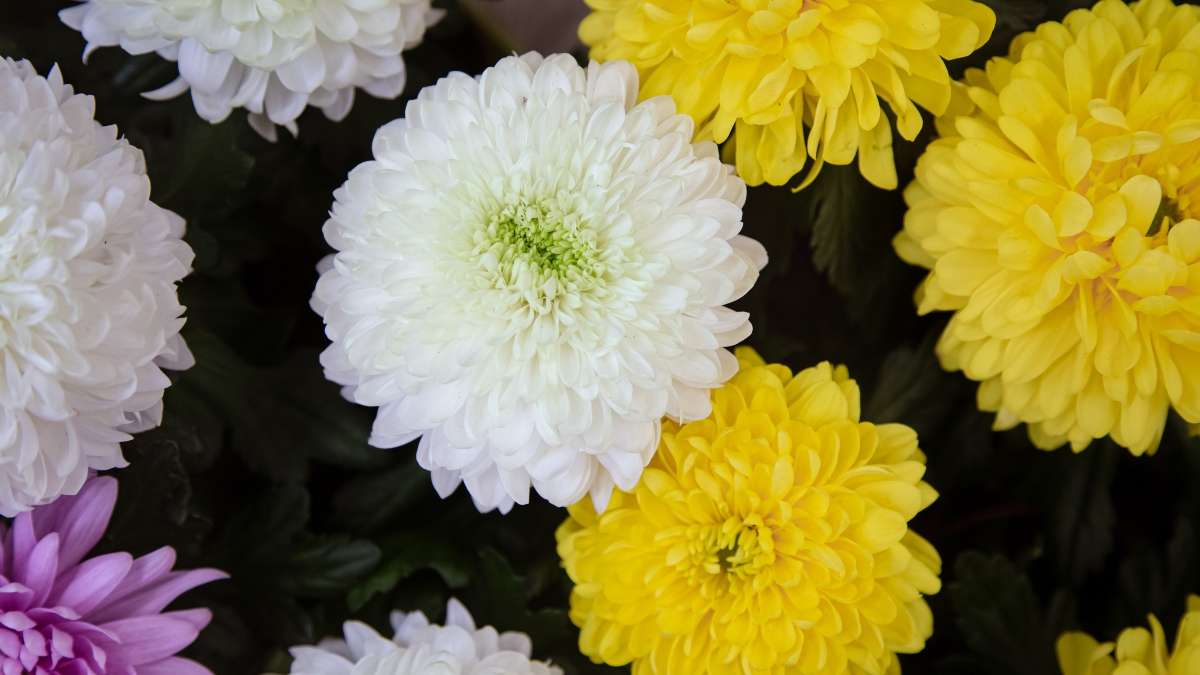 Estas son las plantas que debes tener en tu jardín para darle un toque de color en otoño