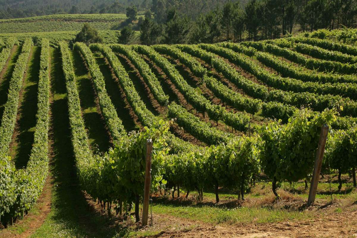 La Justicia sanciona con 90.000 euros a la bodega Terras Gauda por incumplir normas de la Denominación Rías Baixas
