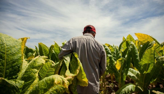 Los hechos sobre la nicotina